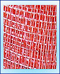 Raffia JPSC14