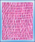 Raffia JPSC10
