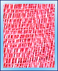 Raffia JPSC12