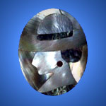 Shell brooches crafted in frame design